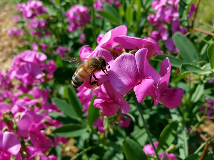 Bee pollinates a bright pink sweet pea flower among leafy garden vines.