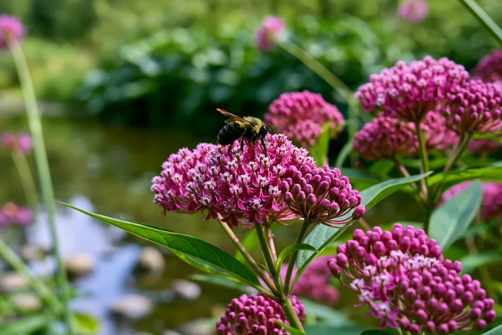 Bees gather nectar from milkweed flowers near a pond in a lush green area.