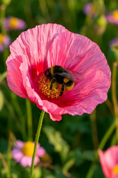 Bees on meadow flowers gather pollen from pink poppy blossoms in a sunny field.