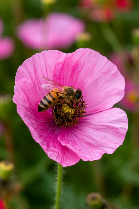 Bees on meadow flowers gather pollen while moving among vibrant blossoms in a natural setting.