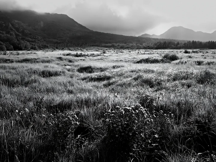 A silver grass meadow in Nagano shows dew-covered plants under a cloudy sky. The landscape features mountains in the background and a variety of greenery throug