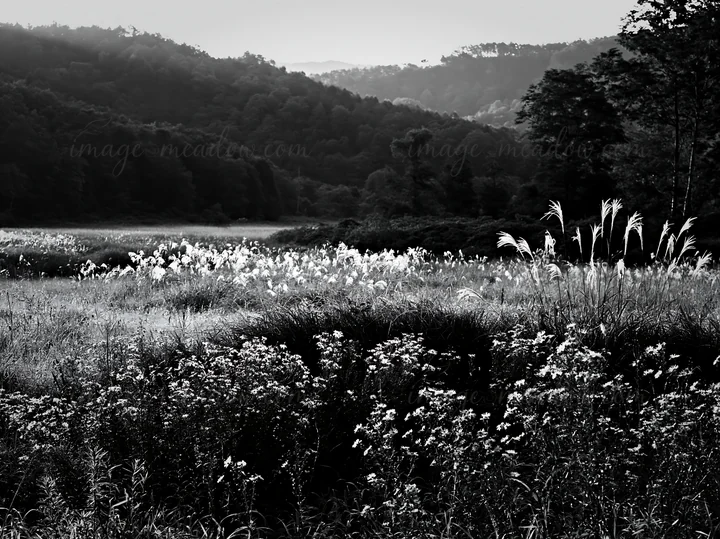 This scene displays a silver grass meadow in Nagano, Japan, covered with morning dew. The natural landscape features varied plants and distant hills, creating a