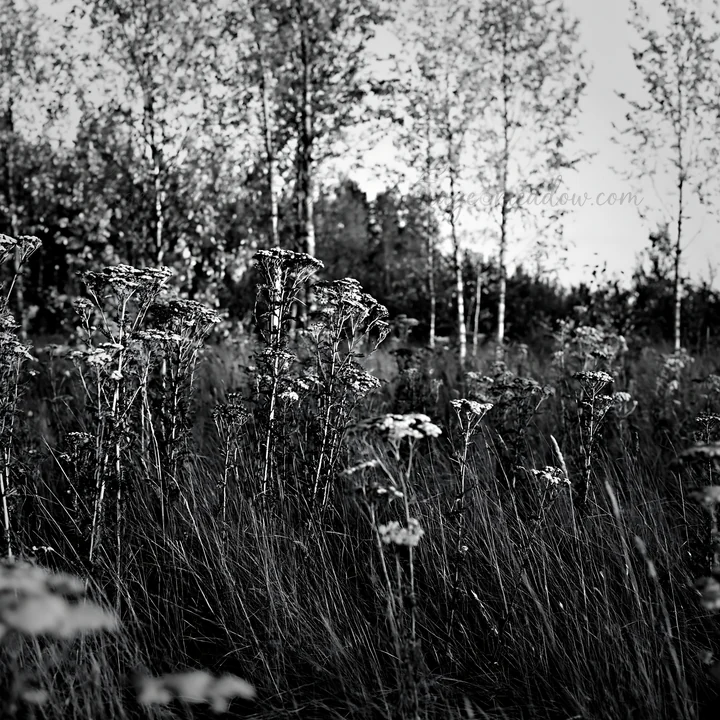 The scene shows a birch forest meadow filled with tall grasses and yellow flowers under a blue sky. The trees have golden leaves, indicating autumn. Presented a