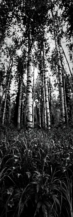 Tall birch trees rise above thick grass in a forest meadow. Sunlight filters through the leaves, creating a clear view of the natural setting. The scene shows t