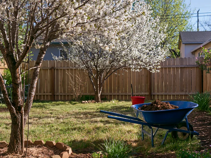 Blooming trees in a sunny backyard offer a vibrant scene.