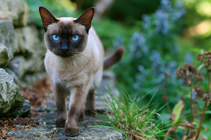 Blue-eyed Tonkinese cat walks toward the camera along a rocky path in a lush garden.