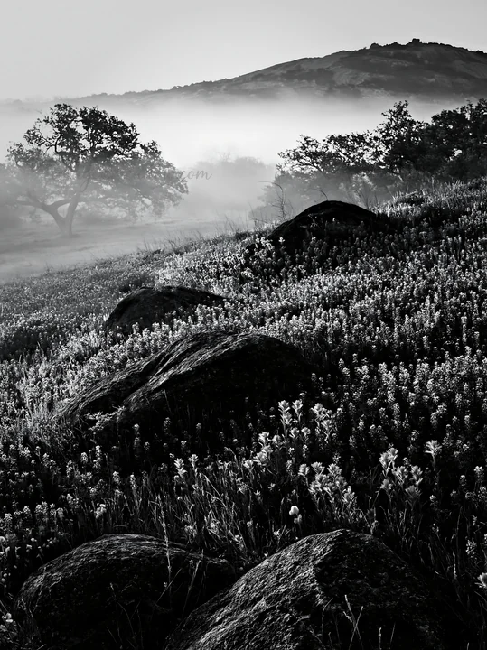 A bluebonnet meadow is lit by the sunrise, featuring vibrant flowers and scattered rocks. Fog blankets the landscape, creating a scenic view of the natural sett