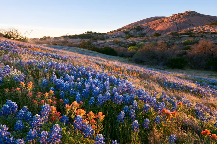 Sunrise over a bluebonnet meadow with orange wildflowers. The scene shows a rocky hill in the background, highlighting the colors of the wildflowers and the mor
