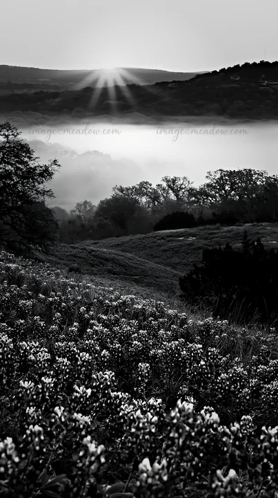 A field of bluebonnets blooms under a rising sun, with soft mist covering the hills. The scene captures the vibrant colors of flowers and the warm light of morn