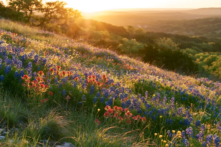Sunlight rises over a field of bluebonnets and other wildflowers in the Texas hill country. The scene captures the vibrant colors and natural beauty of springti
