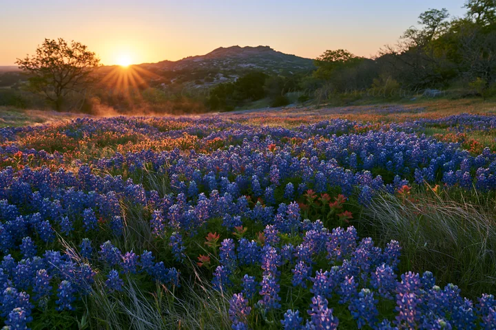 The sun rises over a bluebonnet meadow in Texas. Bright blue flowers cover the ground as light spreads across the landscape. Distant mountains outline the horiz