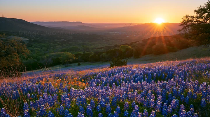 The sunrise lights up a field of bluebonnets in Texas. The hills are visible in the background, illuminated by golden sunlight. The scene captures the start of