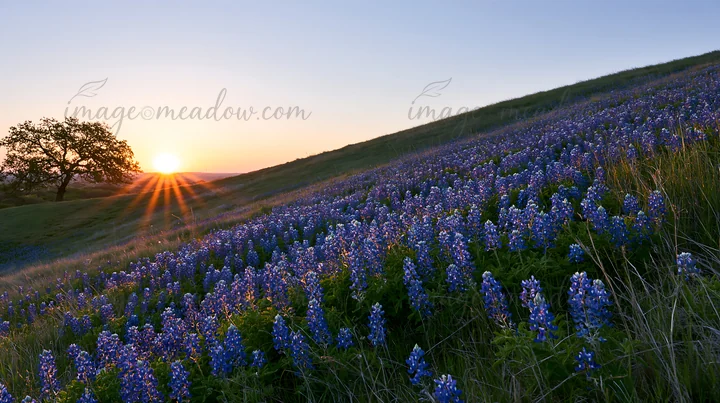 A field of bluebonnets covers a hillside in Texas during sunrise. The sun rises over the horizon, casting light on the flowers. The scene captures the beginning