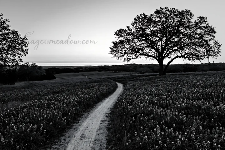 A winding dirt path flows through a meadow of bluebonnets at sunrise. An oak tree stands next to the path, with a clear horizon visible in the distance. The sce