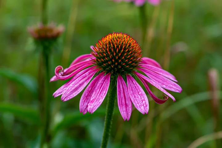 Bright echinacea flowers bloom in a prairie setting surrounded by green grass.