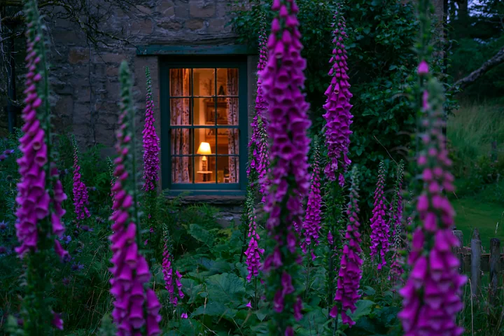 Bright foxglove flowers surround a cozy cottage.
