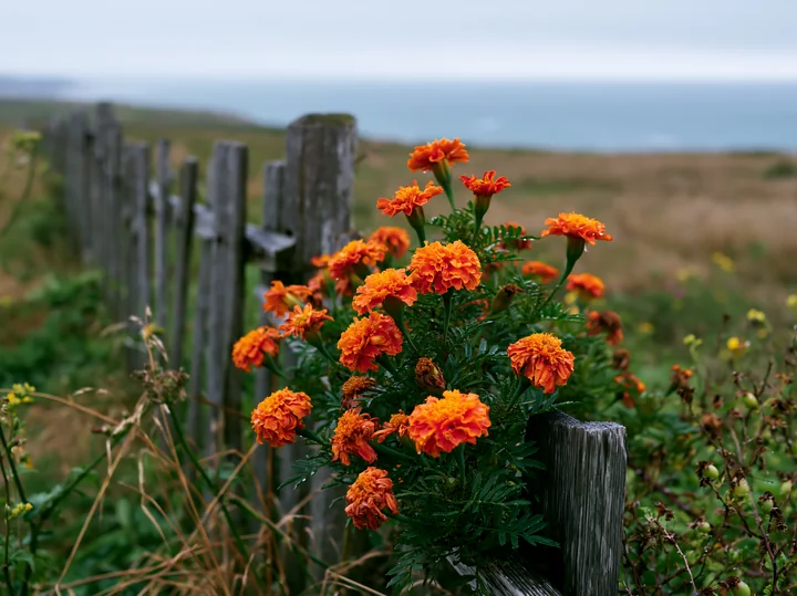 Bright orange flowers grow near a wooden fence on an island after rain.