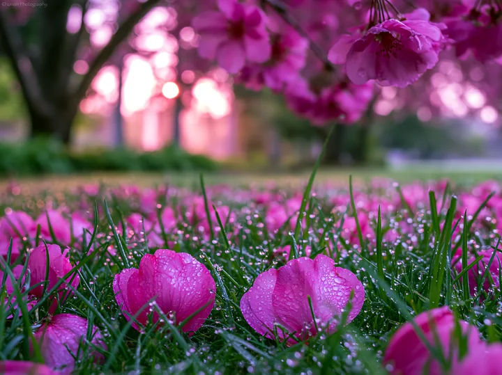 Bright pink petals scatter across green grass under spring trees as dew glistens on the ground.