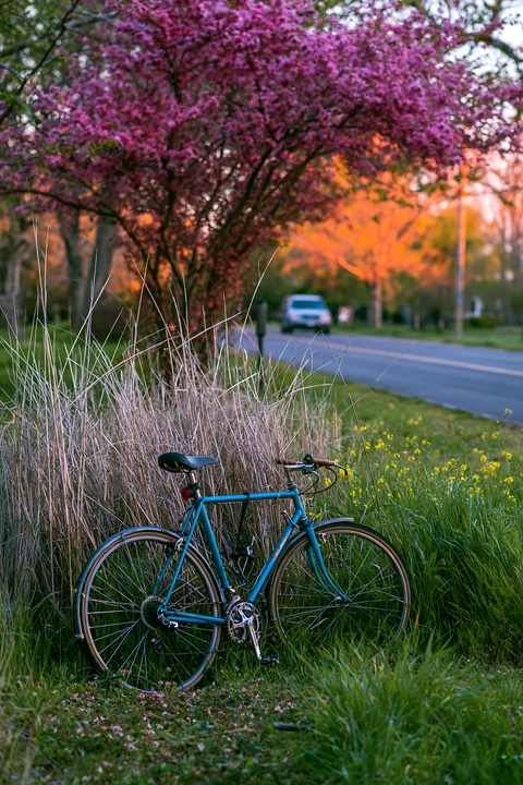 Bright pink trees bloom alongside a quiet road with a bicycle resting in tall grass.