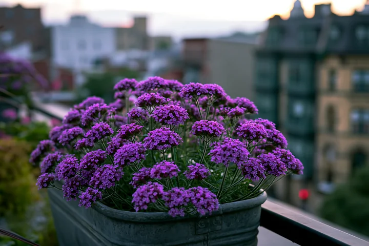 Bright purple verbena flowers in a metal container decorate a balcony overlooking a bustling cityscape at sunset.