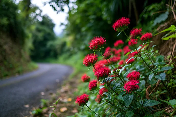 Bright red flowers grow along a winding road in a green setting.