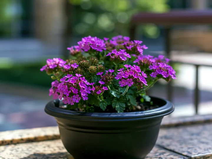 Bright verbena flowers in container are displayed on a stone table in a garden setting.