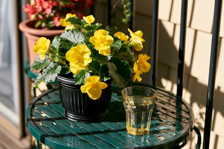 Bright yellow begonia flowers are in a black pot on a green balcony table.