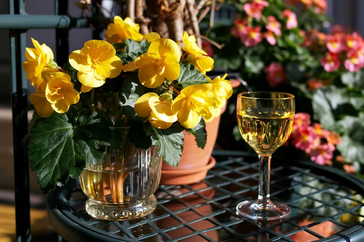 Bright yellow begonia flowers on balcony enhance a cozy outdoor setting alongside a glass of drink.