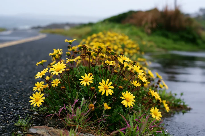 Bright yellow flowers grow along a roadside with a view of the ocean in the background.