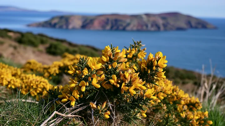 Bright yellow flowers stand out against the blue sea and distant island.