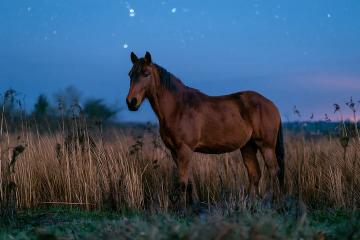 Brown horse standing in tall grass beneath a blue starry sky at dusk.