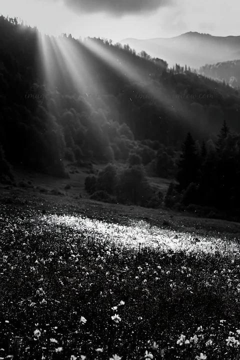 The scene shows light rays breaking through clouds over a meadow in the Bucegi Mountains. Wildflowers are scattered across the grassy field. Dense trees surroun