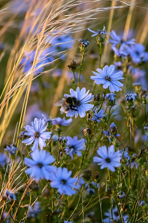 Bumblebee gathering nectar from a blue flower in a meadow of wildflowers and grasses.