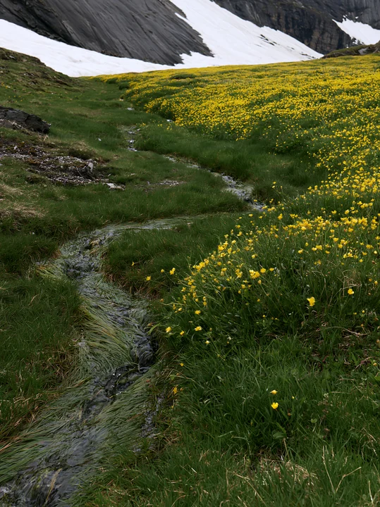 A green meadow covered with buttercups features a small stream flowing. Snow-capped mountains surround the area, showcasing natural beauty in a remote location.