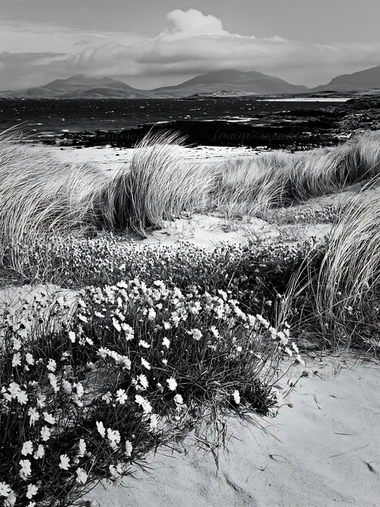 A meadow of campion bellflowers grows along a sandy beach. The scene includes tall grass swaying in the wind. Mountains rise in the background under cloudy skie