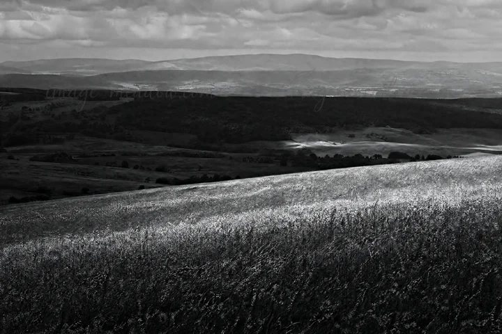 A field of campion bellflowers stretches across green hills. The landscape shows rolling hills in the distance, and a cloudy sky creates varied lighting over th