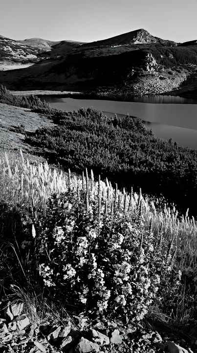 A view of a lake surrounded by mountains and a meadow filled with flowers. The scene captures early morning light on the landscape. Vegetation is prominent in t