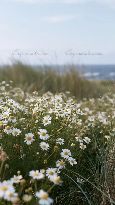 Chamomile flowers fill a meadow close to the coast. The sun shines down on the flowers, highlighting their bright white petals against the backdrop of green gra