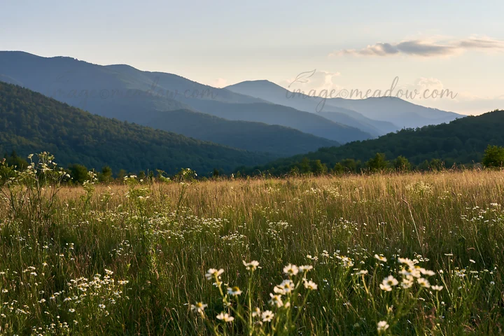 A meadow filled with chamomile flowers sits in front of distant mountains during the day, with soft sunlight illuminating the scene. The landscape is natural an