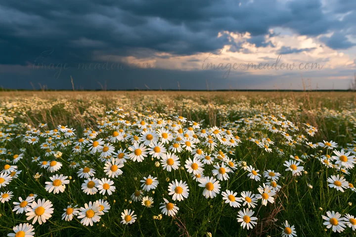 Chamomile flowers fill the meadow with white and yellow blooms while dark clouds gather above. The scene captures a moment before sunset, showcasing nature's be