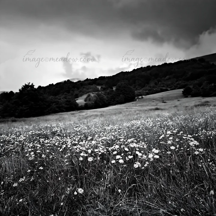 A field filled with chamomile flowers stretches across the landscape. Dark clouds hover above the green hills in the background. This scene captures a natural s