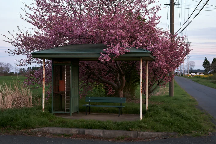 Cherry blossom trees bloom near a bus stop along a rural road in Japan.