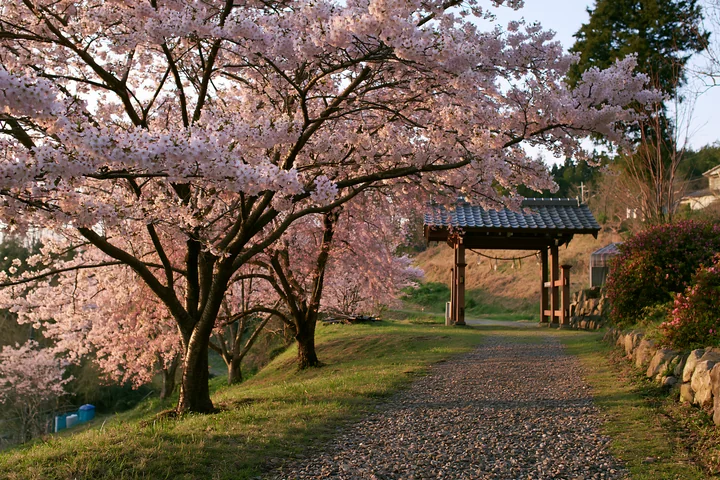 Cherry blossom trees line a gravel path near a traditional structure in Japan.