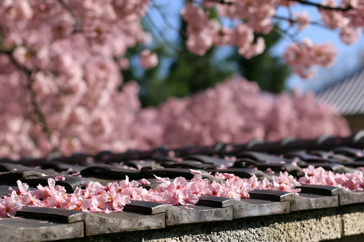 Cherry blossoms around a traditional Japanese temple cover the rooftops and ground with pink petals.