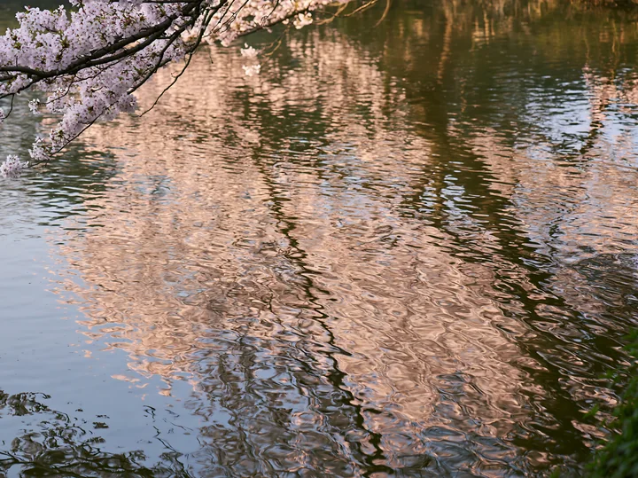 Cherry blossoms reflected in a Japanese pond create a colorful scene as branches dip into the water.