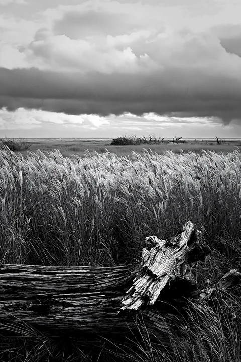 A piece of driftwood lies in the foreground of a coastal meadow in Chiba. Tall grass sways in the breeze under a cloudy sky, with water visible in the distance.