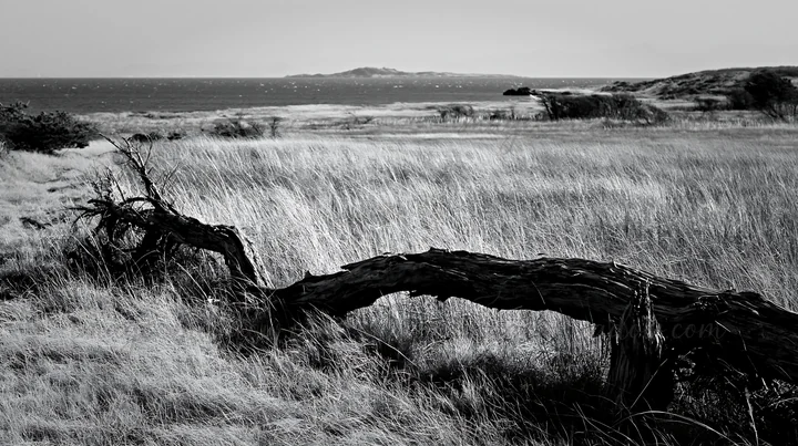 A driftwood log lies across a grassy meadow near the coast of Chiba. The sea is visible in the background, with distant land on the horizon under a clear sky. P