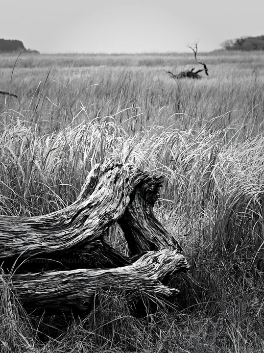 A piece of driftwood lies in the foreground of a coastal meadow in Chiba. Tall grass surrounds the driftwood, and the landscape extends into the distance under