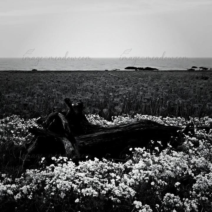 A driftwood log rests on the ground surrounded by small white flowers in a meadow near the Chiba coast. The ocean is visible in the background under a cloudy sk