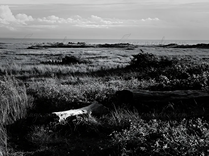 The view shows a meadow in Chiba, with driftwood on the ground and the sea in the distance. Grass grows around the logs under a bright sky with soft clouds abov